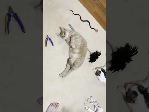 ひのき姐さんは女の子ですｗ #ひのき猫 #cat #猫(YouTube)