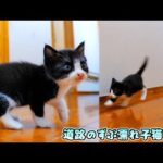 子猫達初めての廊下探検🐈🐈突然走り出した白鼻ちゃんがド派手に‥‼【道路のずぶ濡れ子猫 #19】(YouTube)