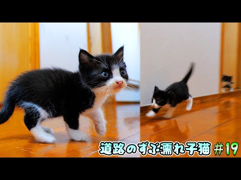 子猫達初めての廊下探検🐈🐈突然走り出した白鼻ちゃんがド派手に‥‼【道路のずぶ濡れ子猫 #19】(YouTube)