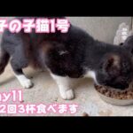 1日2回デカ盛3杯食べます 迷子の子猫1号 Day11  【2023 12 21-2】(YouTube)
