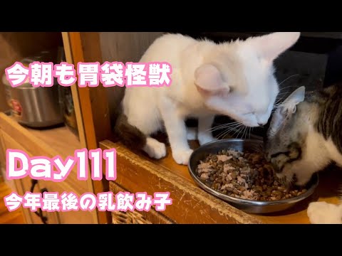 今朝も元気な胃袋怪獣です 今年最後の乳飲み子 Day111  【2023 12 21-1】(YouTube)