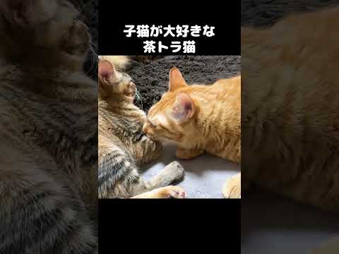 子猫のことが大好きな茶トラ猫がどんどん距離を縮める！　#shorts(YouTube)