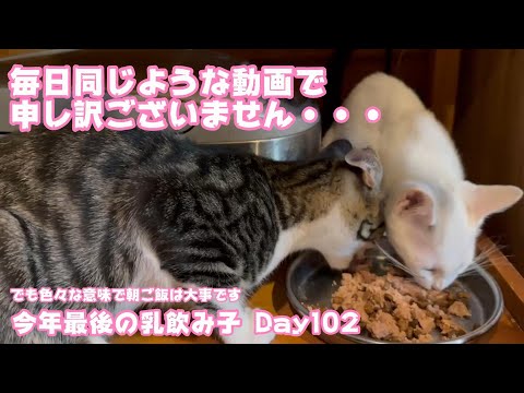 毎日同じような動画で申し訳ないです でも色んな意味で朝ご飯は大切です 今年最後の乳飲み子 Day102  【2023 12 10-1】(YouTube)