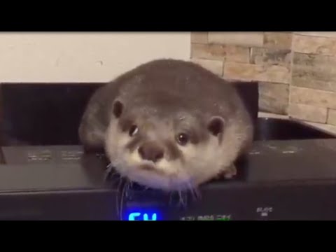 カワウソの奇妙な（珍妙な？）行動集！A collection of strange behavior of otters!(YouTube)