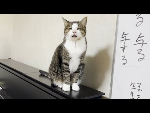 呼ばれて返事するオデコの鳴き声は最高です(YouTube)