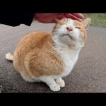 大きな声で鳴く茶シロ猫をモフっていたら雪が降ってきた(YouTube)