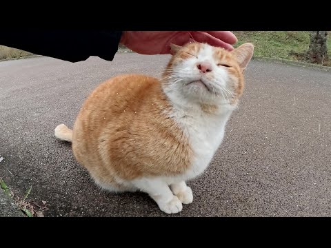 大きな声で鳴く茶シロ猫をモフっていたら雪が降ってきた(YouTube)