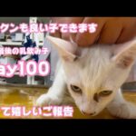 チックンも良い子でできます そして嬉しいご報告 今年最後の乳飲み子 Day100【2023 12 08-2】(YouTube)