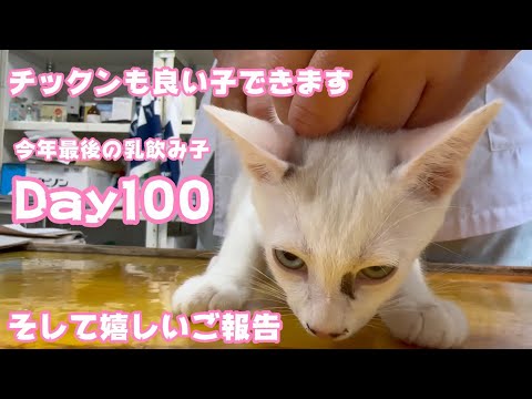 チックンも良い子でできます そして嬉しいご報告 今年最後の乳飲み子 Day100【2023 12 08-2】(YouTube)