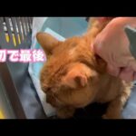 最初で最後かな 3年4ヶ月頑張ったね 投石で片目を失い顎の割れた地域猫との暮らし 【2023 12 18-1】(YouTube)