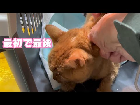 最初で最後かな 3年4ヶ月頑張ったね 投石で片目を失い顎の割れた地域猫との暮らし 【2023 12 18-1】(YouTube)