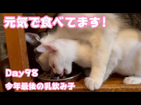 元気に食べてます! お姉ちゃんに負けません 今年最後の乳飲み子 Day98  【2023 12 06-1 】(YouTube)