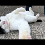 ブラックジャックみたいな猫が足元で寝転んで帰宅を阻止してくる(YouTube)