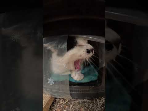 ハチワレ猫が優しいボランティアさんが用意してくれた猫ハウスでくつろぐ　 #cat #野良猫 #ねこ(YouTube)
