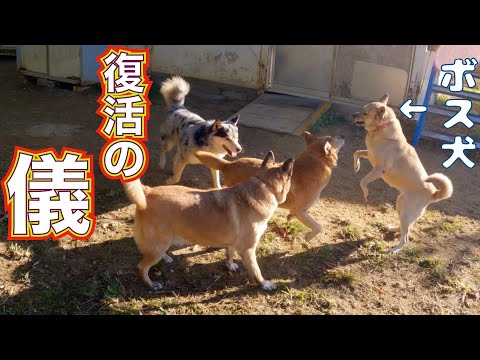 【保健所から来た犬】超ややこしい人達再結成！(YouTube)