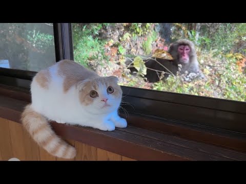 旅館の窓に猿がやってきたら猫がまさかのこうなっちゃいました…w(YouTube)