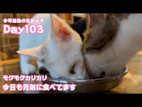モグモグカリカリ今日も元気に食べてます 今年最後の乳飲み子 Day103 　【2023 12 11-2】(YouTube)