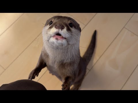 猫が大好きなマタタビをカワウソにプレゼントしてあげた！ I gave the cat’s favorite matatabi to the otter!(YouTube)