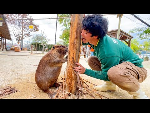 齧る木がなくなったビーバーに大量の木をプレゼントしてきました！【トリアスふれあい動物園】(YouTube)