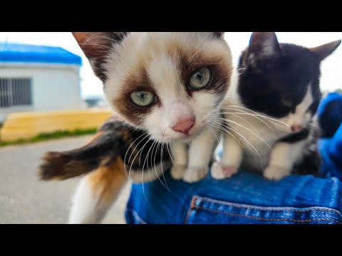 猫島の猫家族、膝の上に乗ってくる子猫がカワイイ(YouTube)
