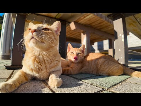 猫島のフェリー乗り場近くの猫の親子に癒やされる(YouTube)