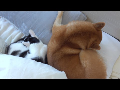 最近親子感が増した柴犬と猫‥二度寝の様子を覗いたら可愛すぎた。(YouTube)
