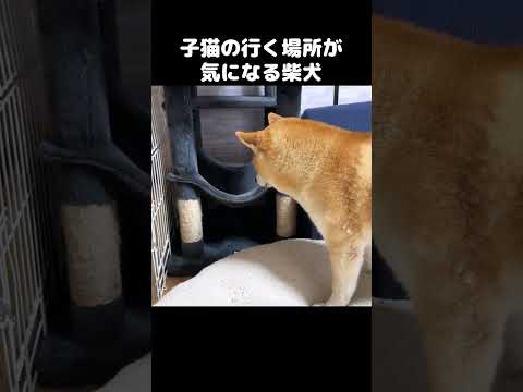 子猫が移動する場所が毎日気になりすぎる柴犬　#shorts(YouTube)