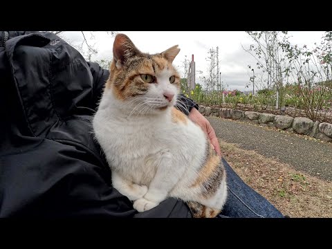 丸々と太った三毛猫が人間のひざの上でドッシリと座る(YouTube)