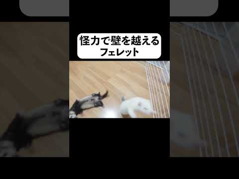 怪力で壁を越えるフェレット(YouTube)