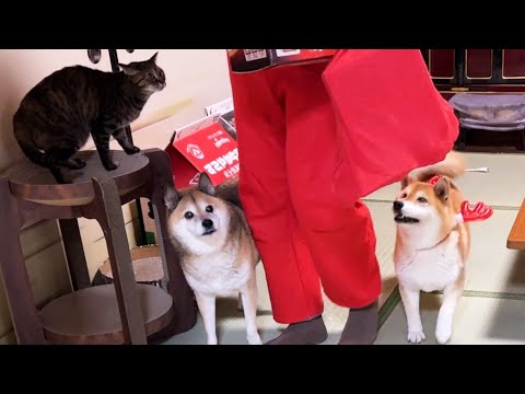 犬と猫10匹の大家族の元にサンタクロースがやってきた(YouTube)