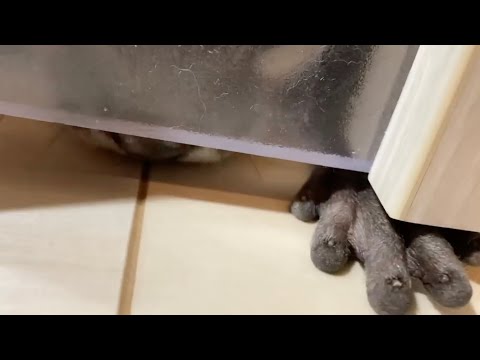 カワウソのトイレに関係あるシーン集！ A collection of scenes related to otter toilets!(YouTube)