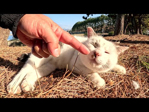 眠そうなマロ猫をモフっていたら、水玉模様の猫も近づいてきた(YouTube)