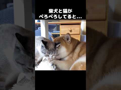 柴犬と猫がペロペロし合ってると子ども猫が…！　#shorts(YouTube)