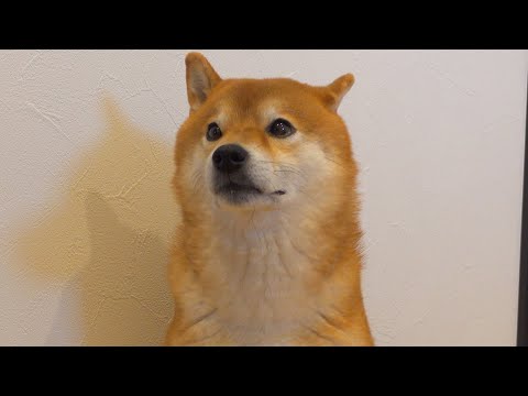 唐突にテンションダダ下がりになる柴犬ハチ‥その理由が可愛すぎる。(YouTube)