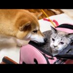 予防接種から帰ってきた猫を嬉しそうに出迎えてくれる優しい柴犬(YouTube)