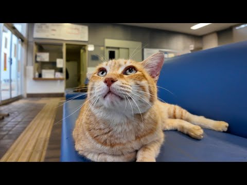 寒すぎて猫しかいないフェリー乗り場待合室(YouTube)