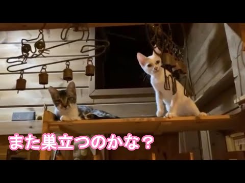 【2023 12 02- 1】 また巣立つかな？まだいようよここに(YouTube)