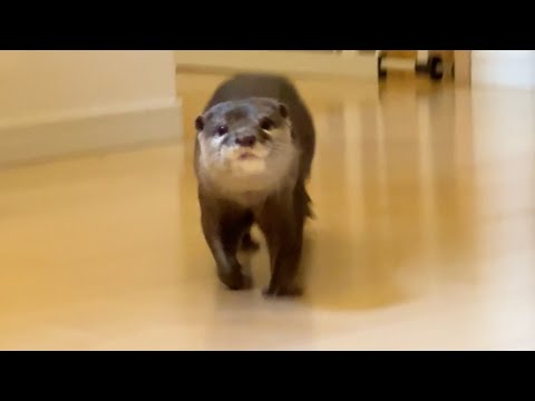 寝起きねぼねぼで突っ込んでくるカワウソがこちら Here’s an otter rushing in with a sleepy, sleepy face.(YouTube)