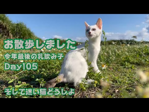 お散歩にいきました  今年最後の乳飲み子 Day105  そして迷い猫サンどうしましょう　【2023 12 13-2 】(YouTube)