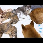 猫に大人気の柴犬でも暖か空間を見つけるプロ猫たちを動かすには至難の業なのです笑(YouTube)