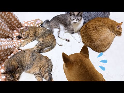 猫に大人気の柴犬でも暖か空間を見つけるプロ猫たちを動かすには至難の業なのです笑(YouTube)