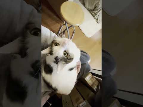 父ちゃん、何か用？ #ひのき猫 #cat #猫 #大福にゃん(YouTube)
