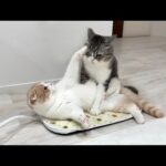 ホットカーペットを出したら猫たちが取り合いになってこうなっちゃいました…(YouTube)