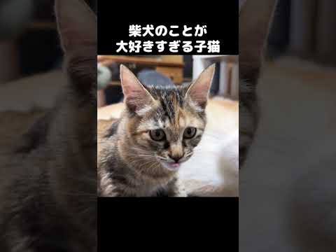 柴犬のことが大好きな子猫はおててを嗅ぐことにハマってます　#shorts(YouTube)