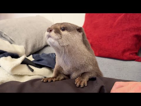自分の家のインターホンとそれ以外の音が聞き分けられているカワウソ An otter who can hear his own house’s intercom.(YouTube)