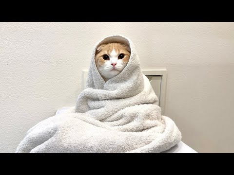 お風呂上がりの猫を乾かしてたら気持ちよすぎてこうなっちゃいました…笑(YouTube)
