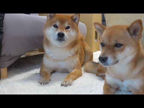 柴犬ハチが暖まろうとしたら怖いことが起きたようです。。(YouTube)