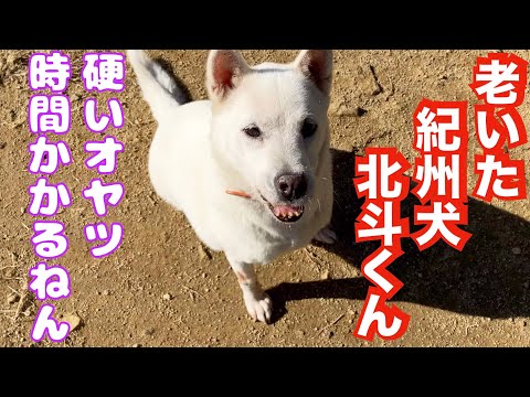 紀州犬 北斗くんに釧路さ〜ん（ひめたらジャーキー）あげると、、、(YouTube)
