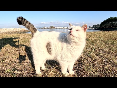 マロ猫が可愛い声で鳴きながら人間と一緒に砂浜をお散歩する(YouTube)