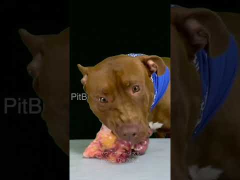 閲覧注意⚠️生肉を食べるピットブルの咀嚼音(YouTube)